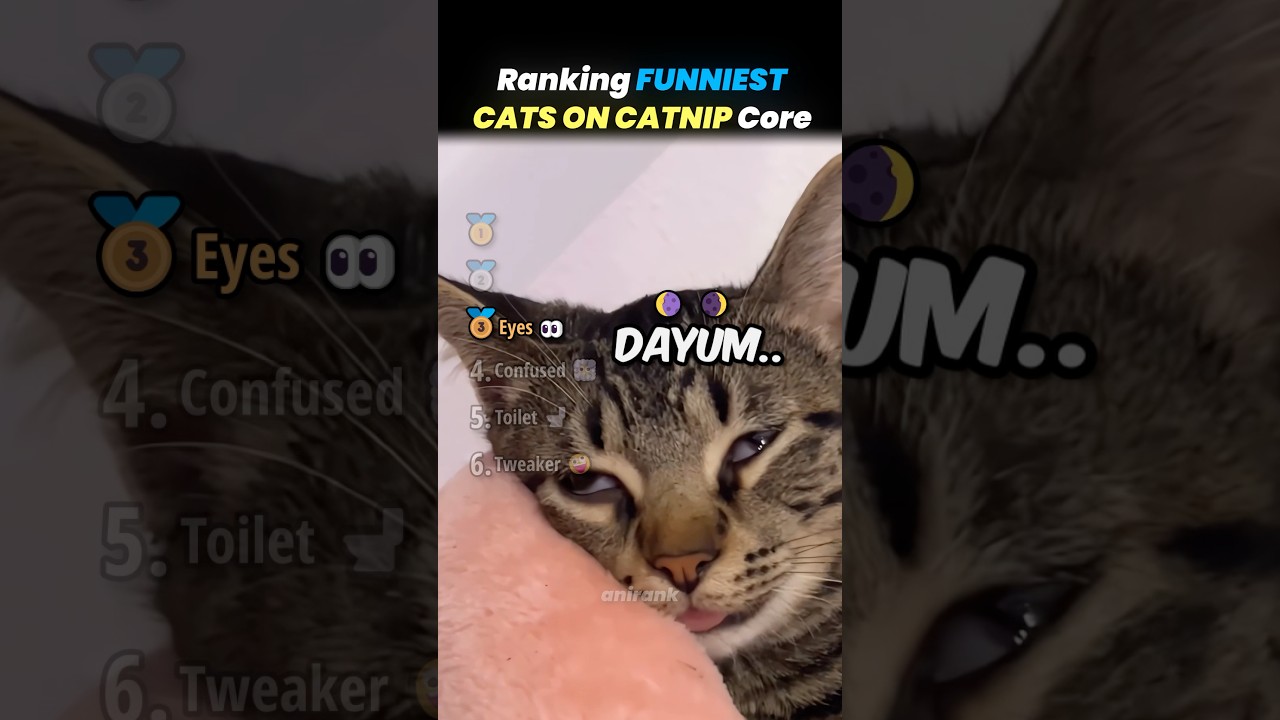Ranking FUNNIEST CATS ON CATNIP Core Moments!! 🐱🍃