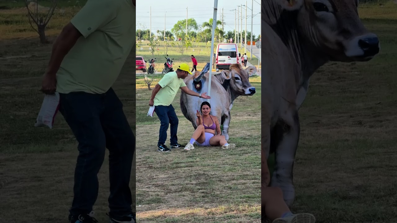Es te a vaca es lechera #funny
