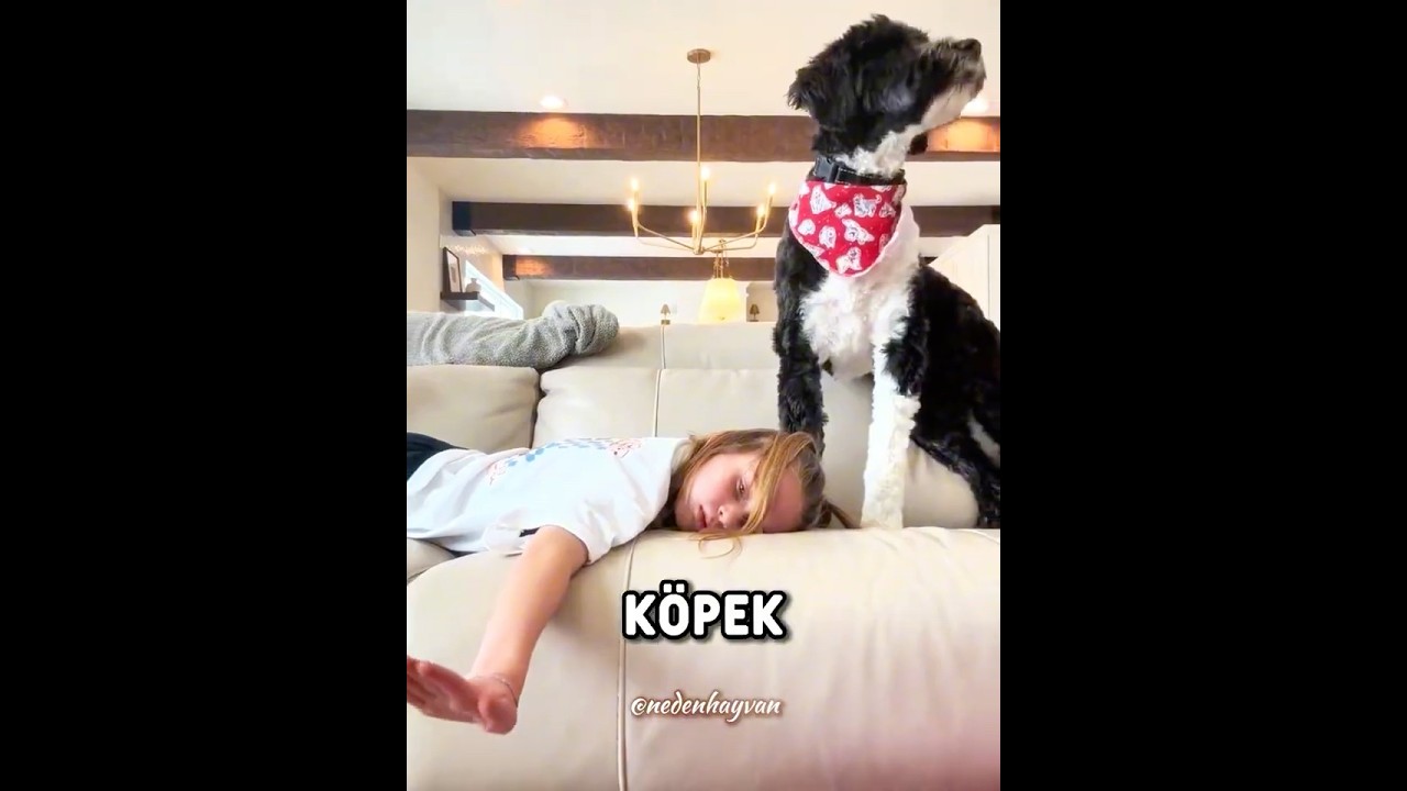 Köpeği Onun Hayatını Kurtardı ❤️🐾 #shorts