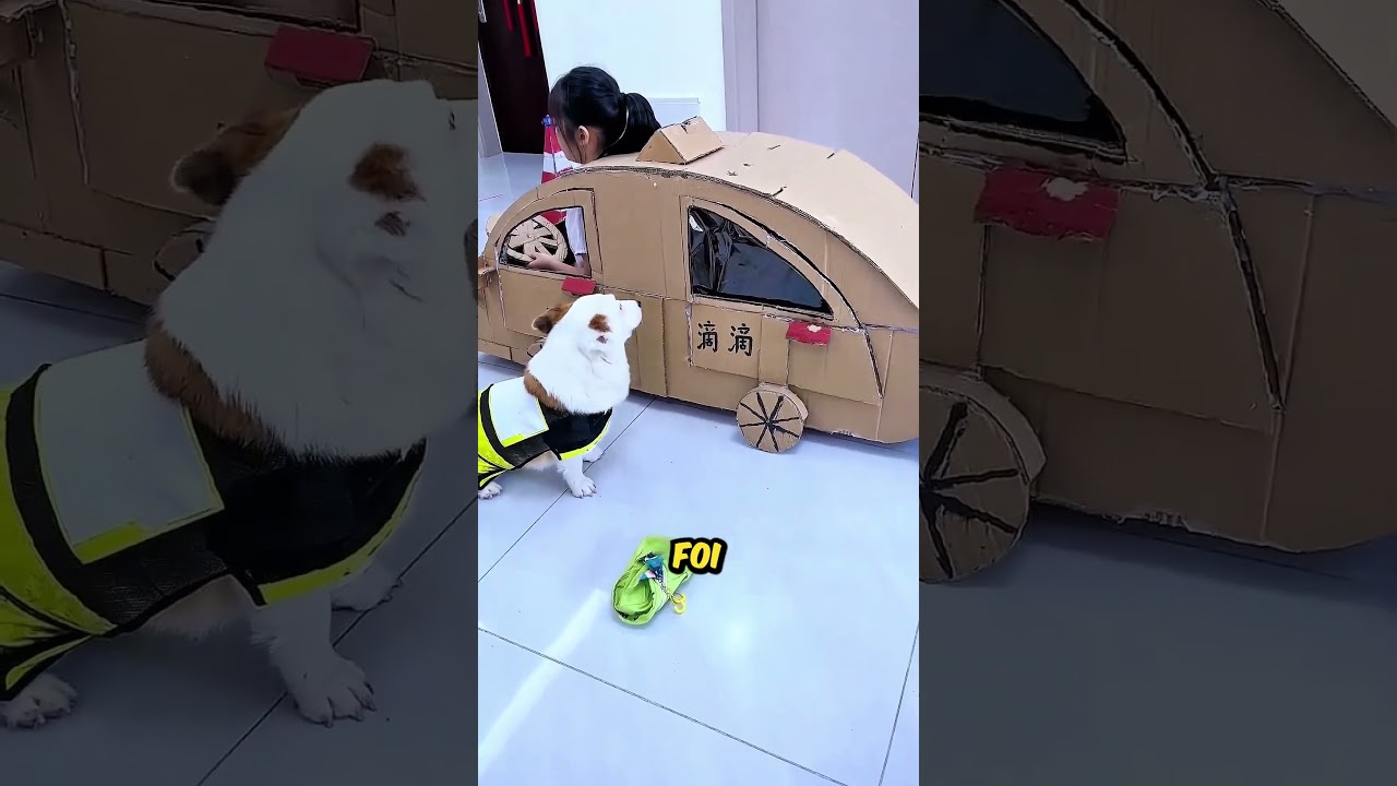 Coitado do pitoco