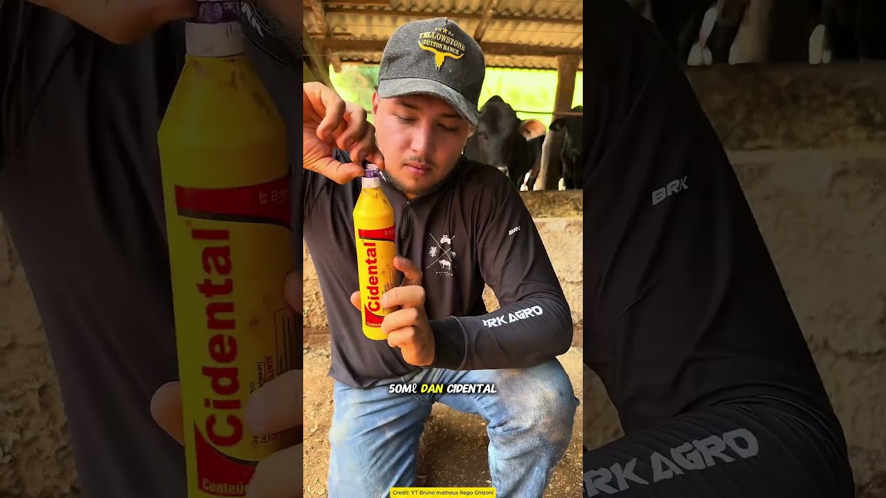 Disemprot Sekali Parasit Sapi Langsung Rontok Pakai Ramuan Ini!