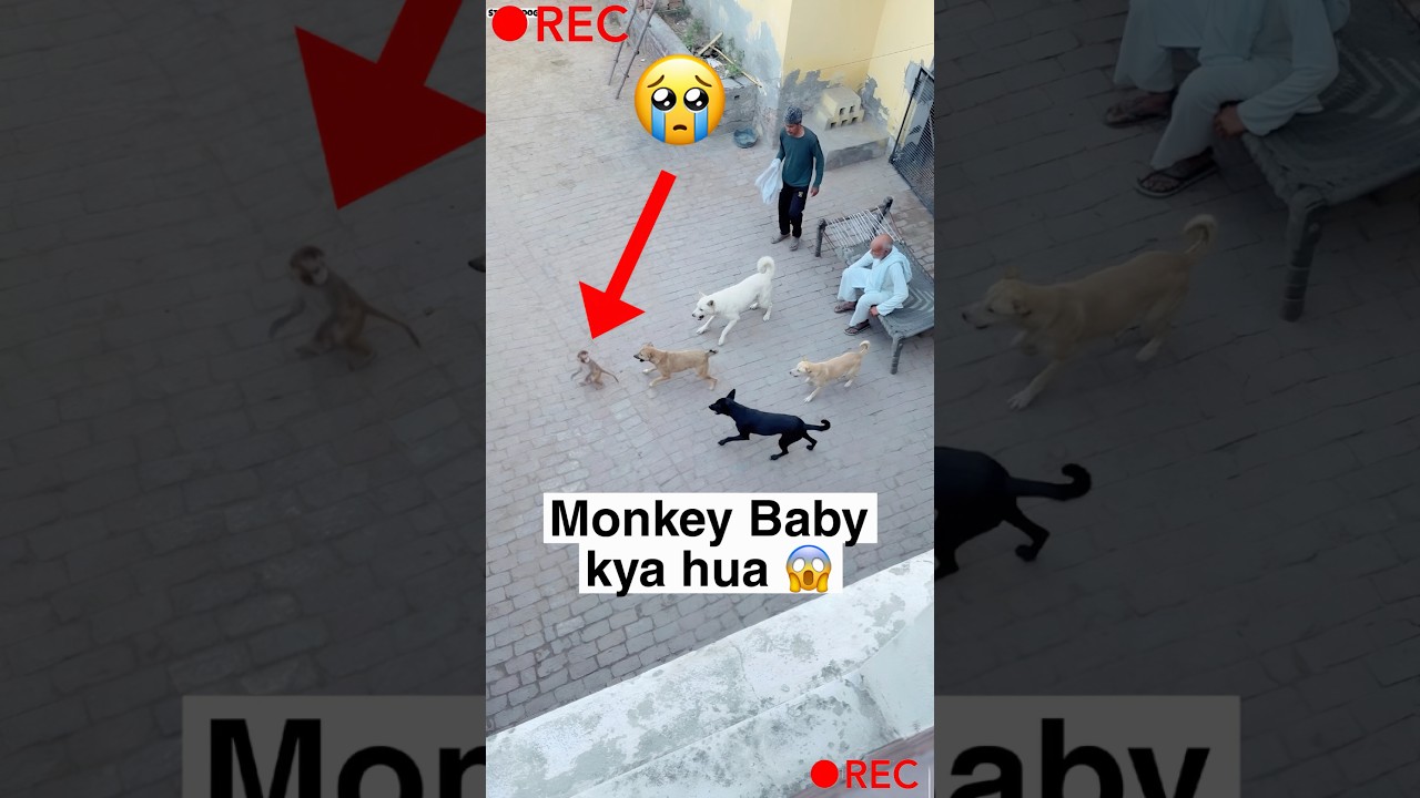 Baby Monkey Ke Sath kya hua 😱