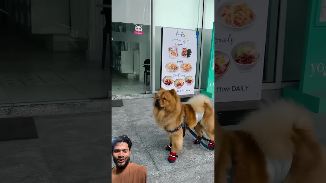 Last moment is very cute😍!                  #funny #pet #dog #shorts #shortvideo