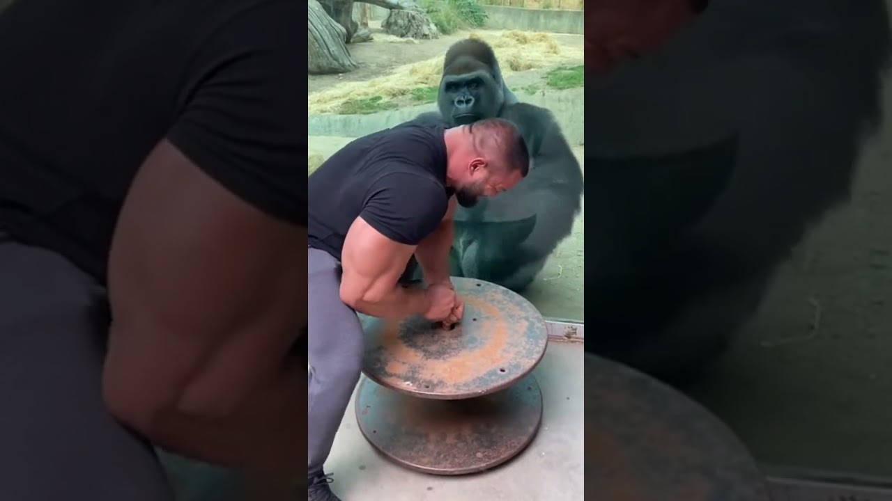 The Gorilla Starts Laughing in a Hilarious Moment - Published by Animal Instinct Unleashed