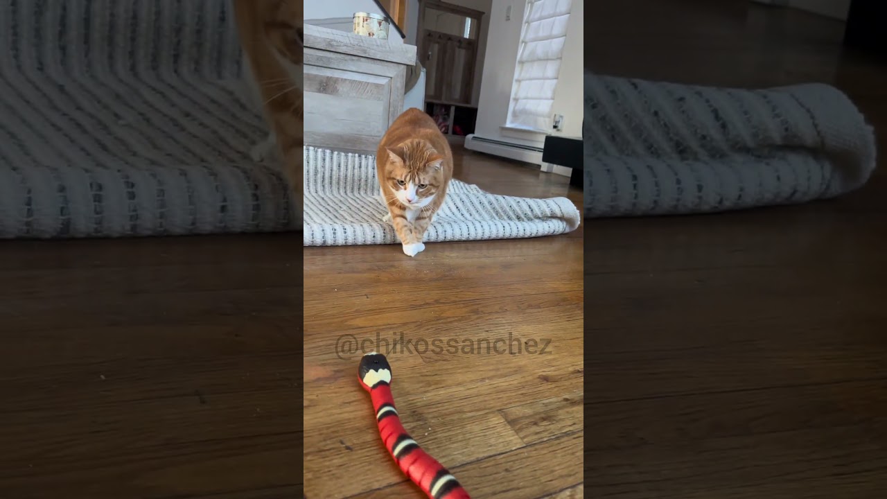 gatos 🐈🥰 jugando 😸😂😶‍🌫️ #cat #cute #gatos #pets #animals #funny #viral #shorts #eeuu #miami #canada