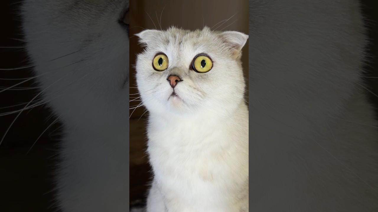 What’s your hobby?😅  #cat #cats #funny