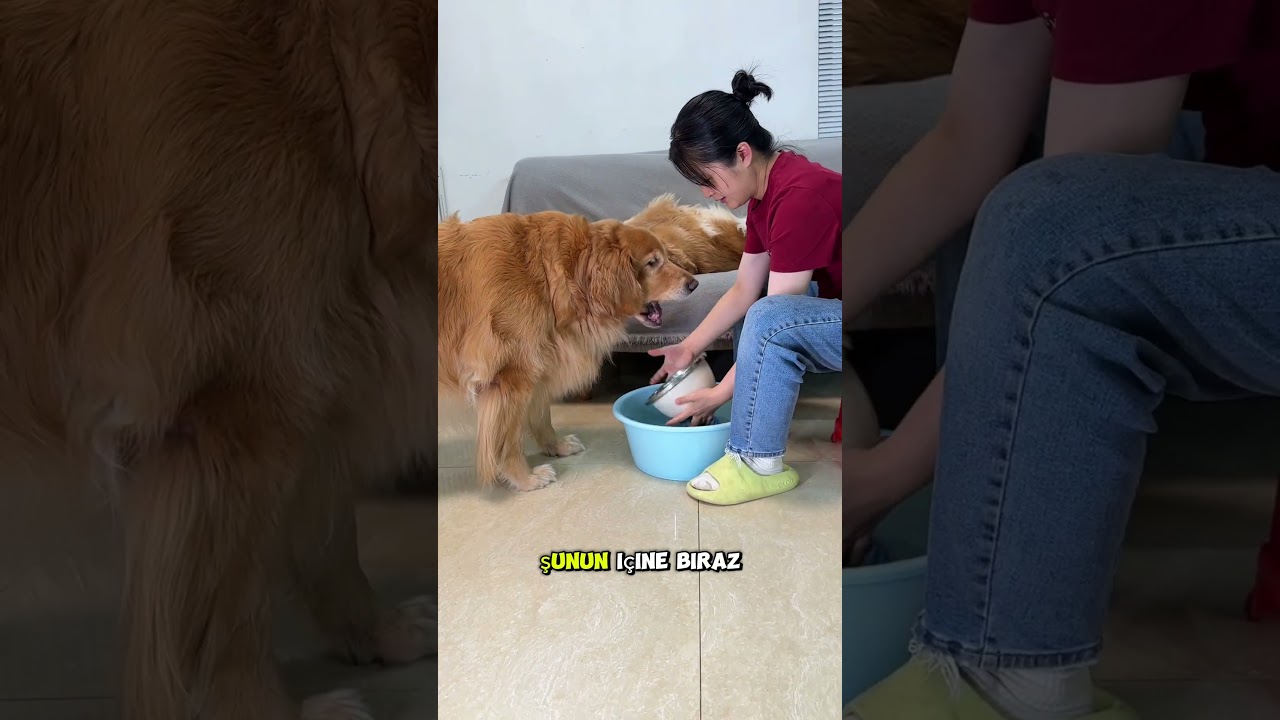 Köpeğin Yaptığı İyiliğe Bakın 😂