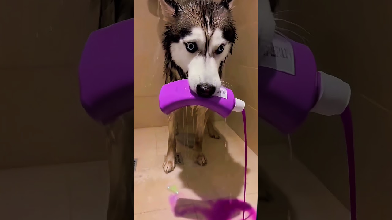 O CACHORRO DESTRUIU A CASA COM GLITTER E ACHOU UM TESOURO! 😱💰