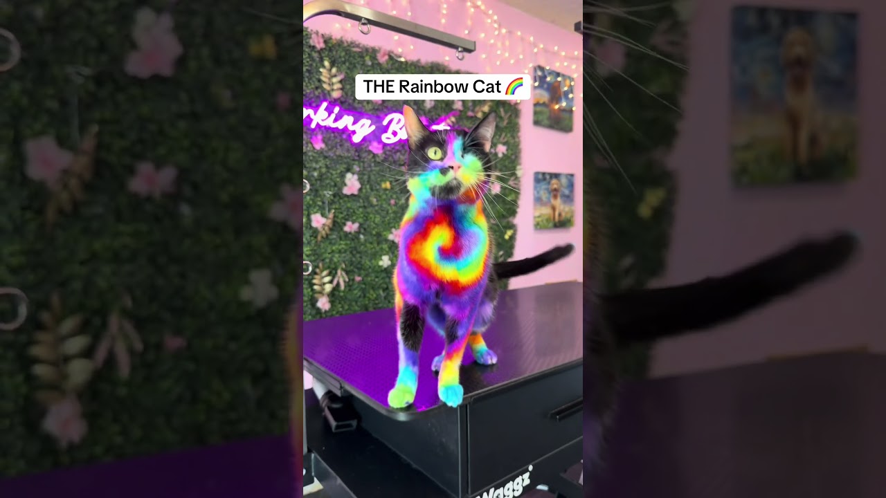 Creative Grooming Before and After 🎨🐶 #dogshorts #doggroomer #petshorts #pets #art