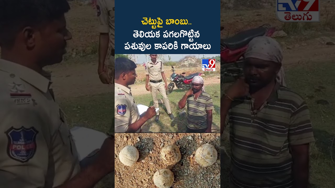 Bomb : చెట్టుపై బాంబు.. తెలియక పగలగొట్టిన పశువుల కాపరికి గాయాలు - TV9