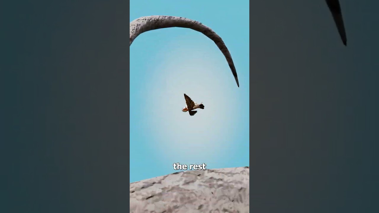 Why China Tried To Wipe Out Sparrows 🤨