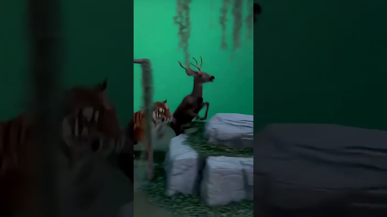 How Wildlife Documentaries are Filmed