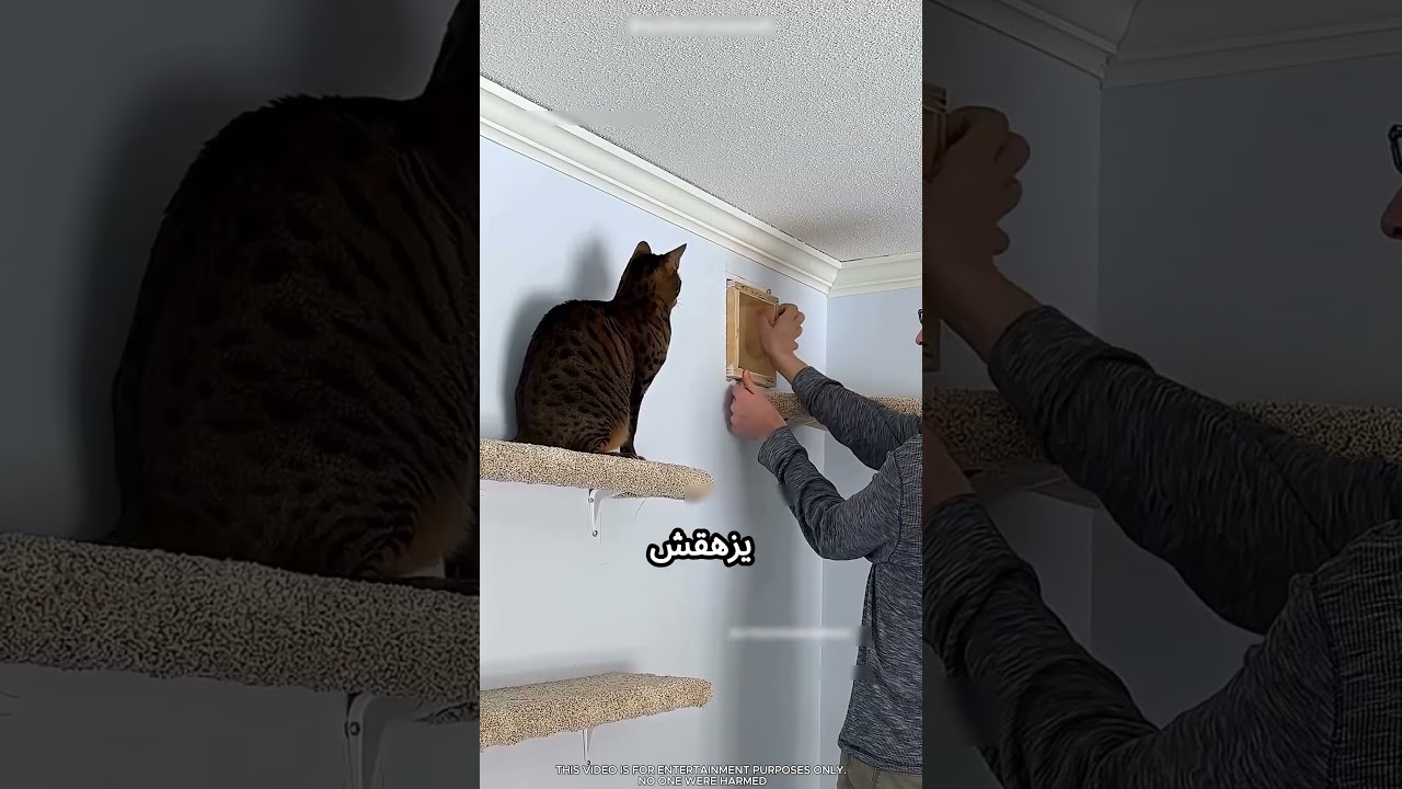 الراجل بيعمل ملاهي في البيت #viral