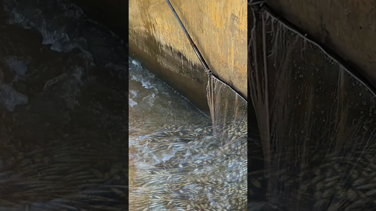 Real Life 100% Net Fishing 5Kg In River At The Countryside (Part 36) #fishing #fish #new