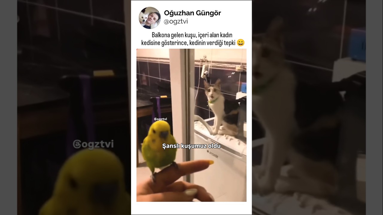 Balkondan gelen kuşa , kedinin ilginç tepkisi