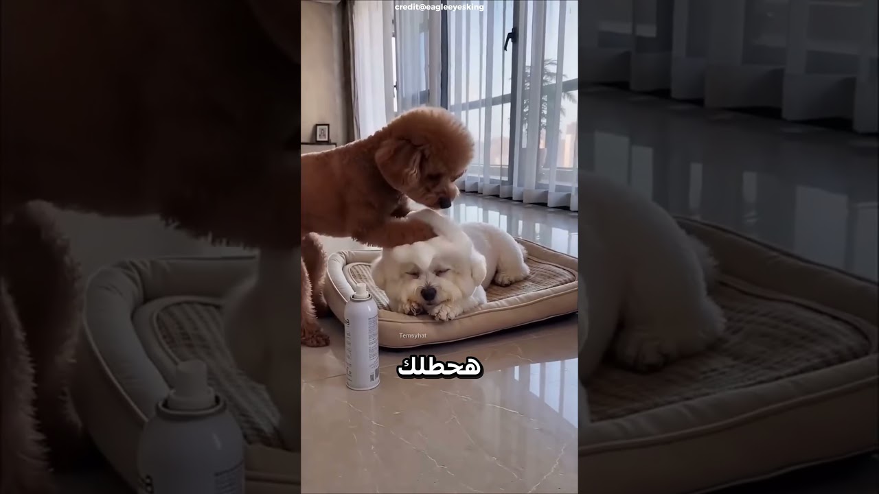 الكلب الكيوت #اكسبلور