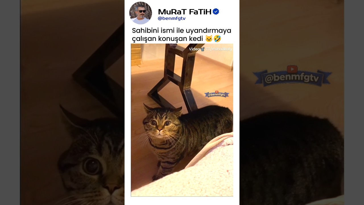 Sahibini İsmiyle Uyandırmaya Çalışan Konuşan Kedi! 🐱😂