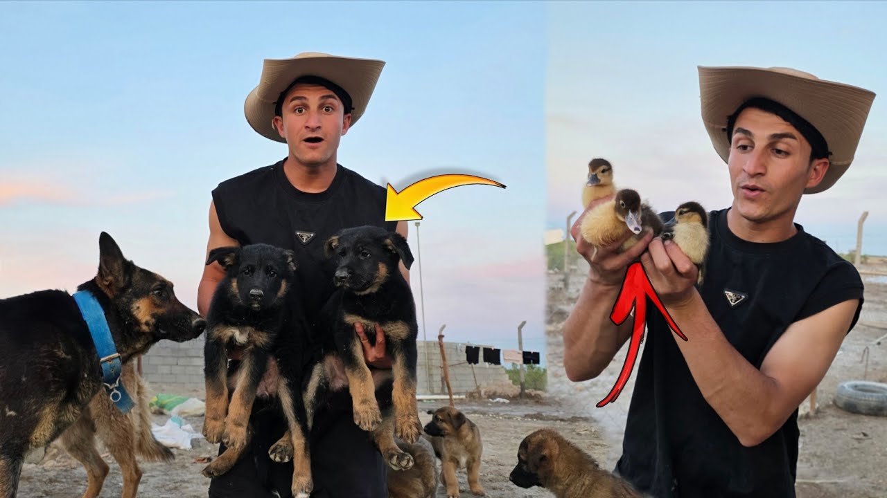 جبت حيوانات جديدة إلى المزرعة 😍 ضربتنا أقوى عاصفة مطرية! ⛈️