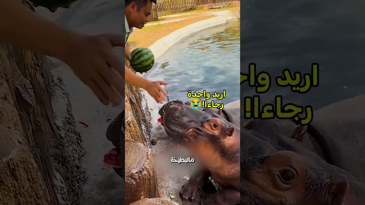 ليه فرس النهر بيحب البطيخ🦛