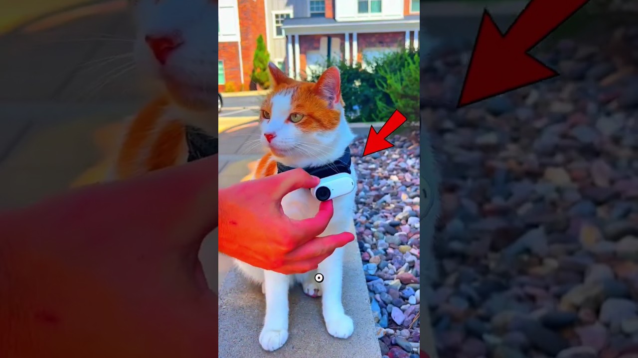 O Que Acontece Se Você Colocar Uma Câmera Em Um Gato? 😱