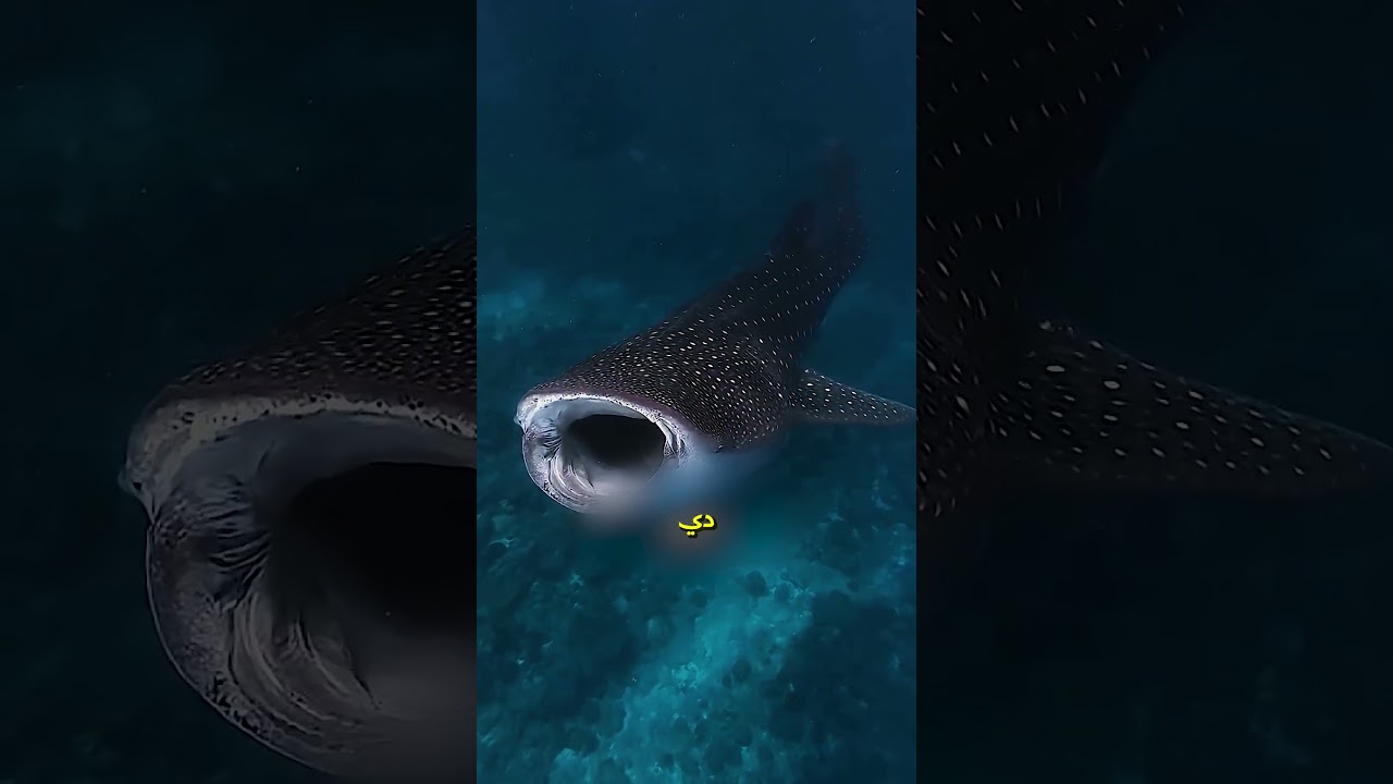 السمكة دي بتبلع البحر كله🐋