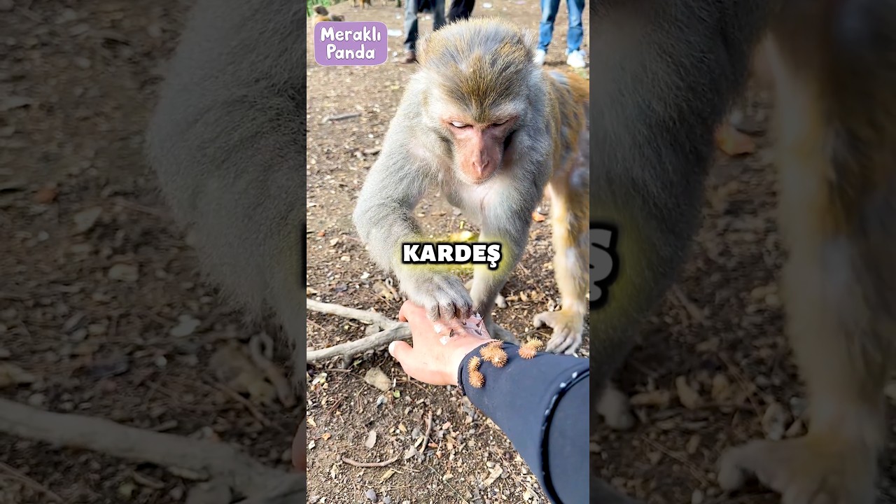 Maymunlar bana yardım etti 🐒😄