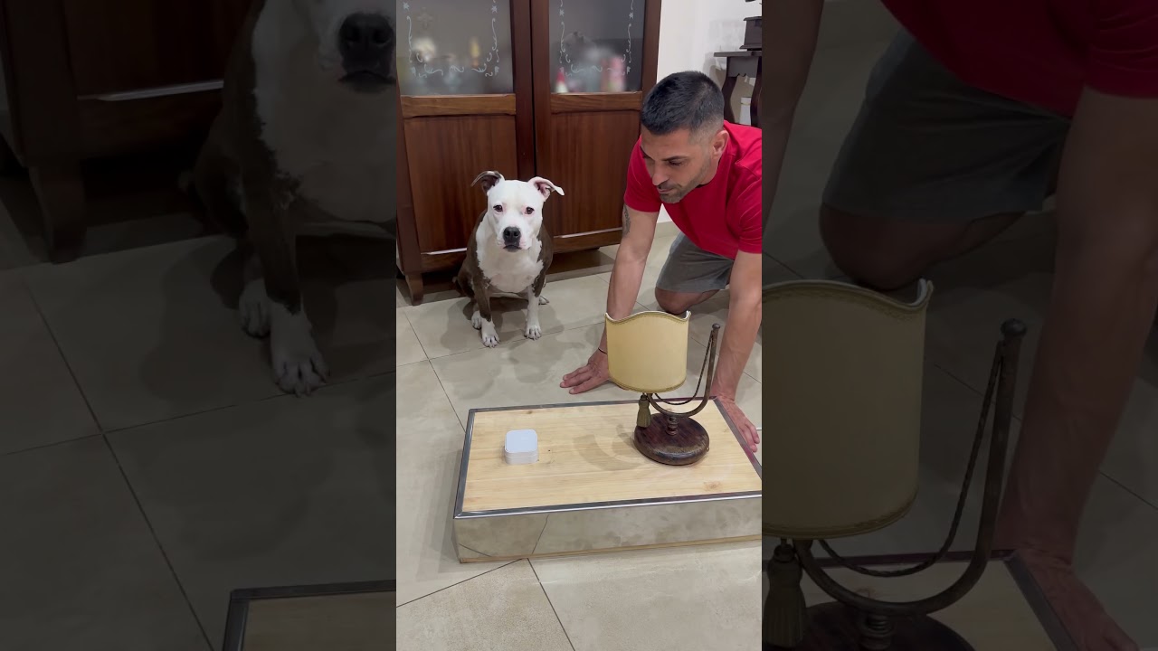 Accendo la luce e…. Mangio 💡🐶 #dogs #dog #smartdog #dogtraining