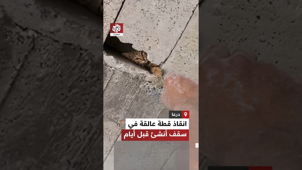 إنقاذ قطة صغيرة علقت داخل سقف خرساني أُنشئ منذ عدة أيام في محافظة درعا السورية