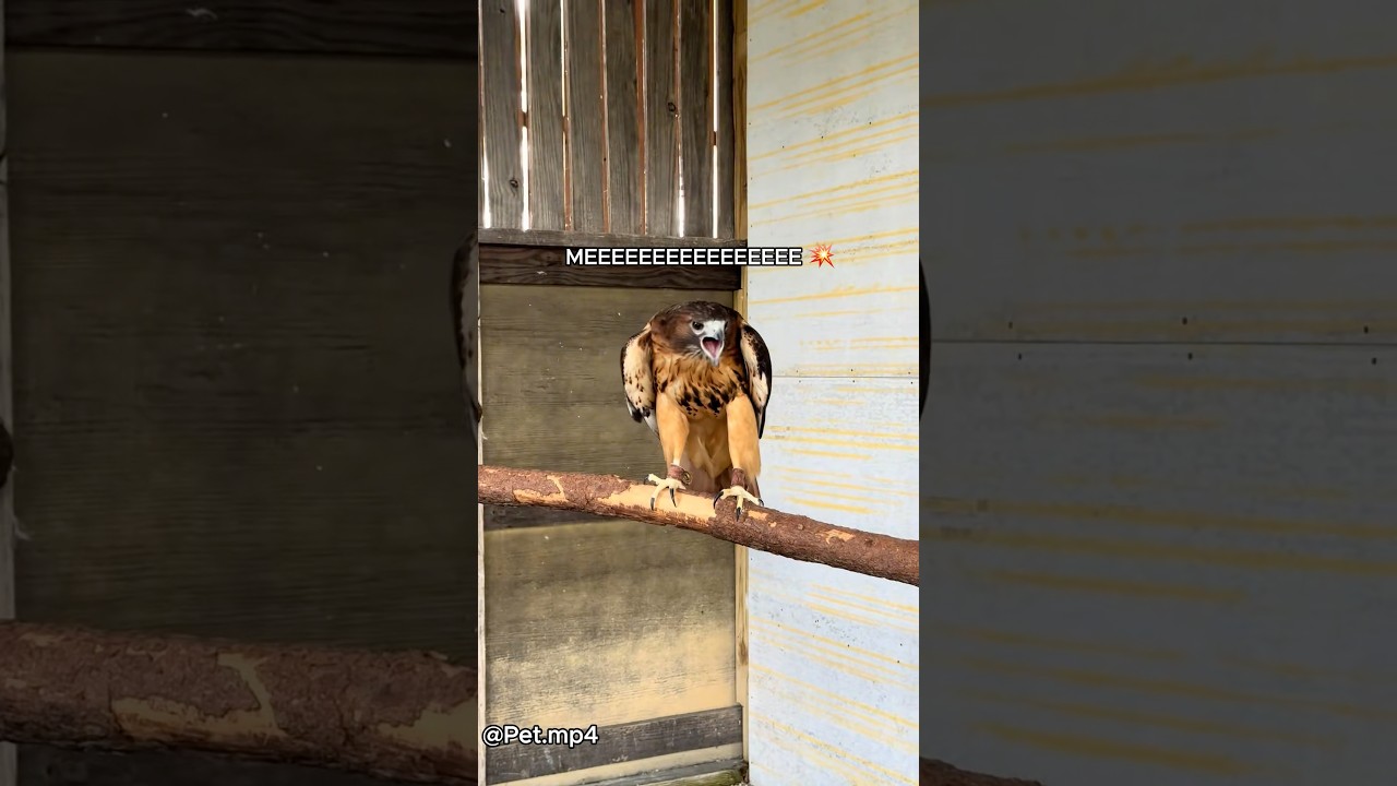 Making a new feathered friend 🦅💛#funny #animallife #funnyanimal #animals #hawk #hawks #cute