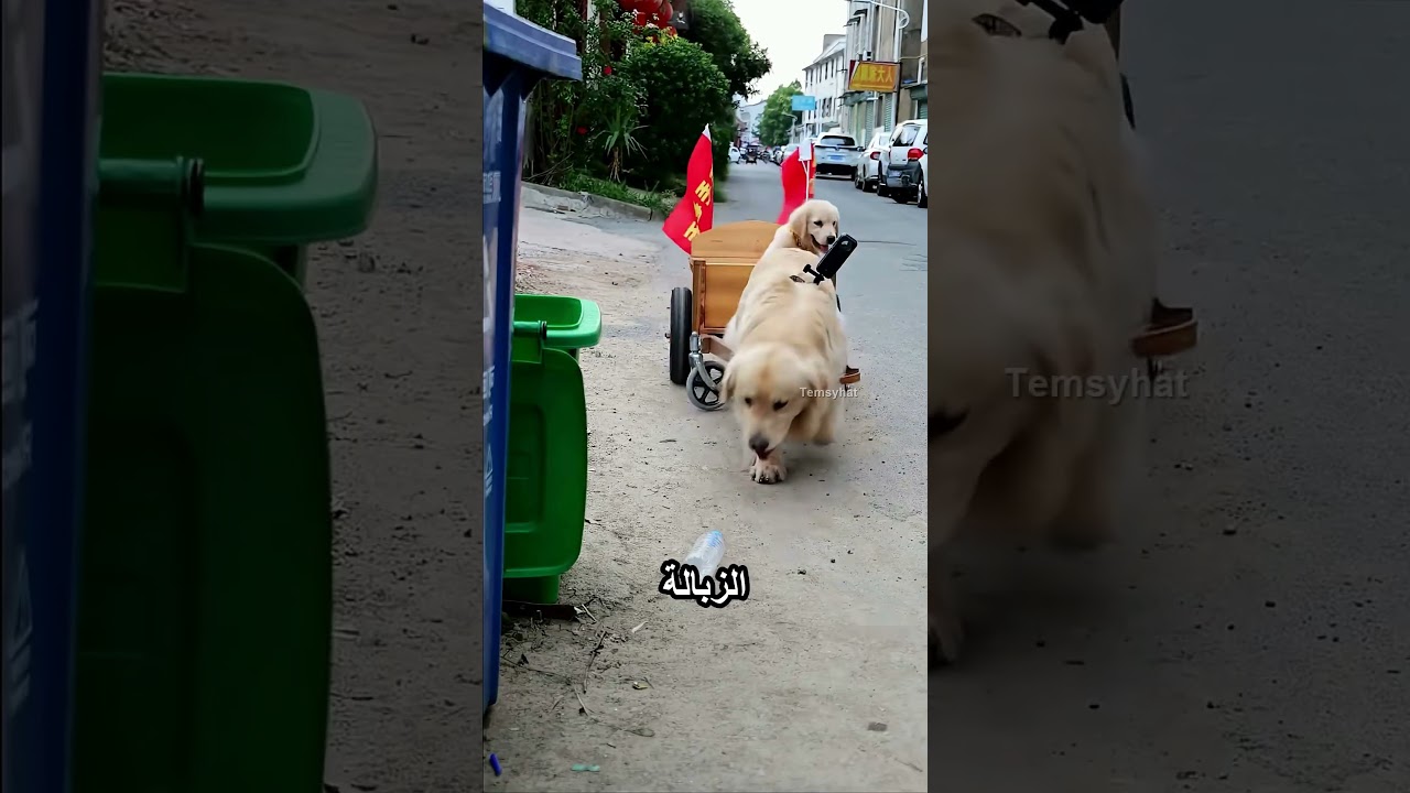 الكلب بيتصرف بطريقة مميزة