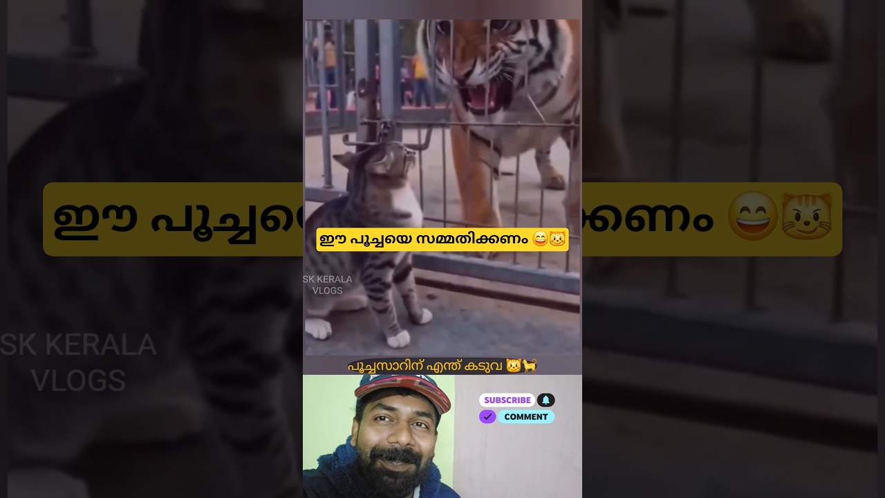 ഇതാണ് പൂച്ചസാർ 😼😄