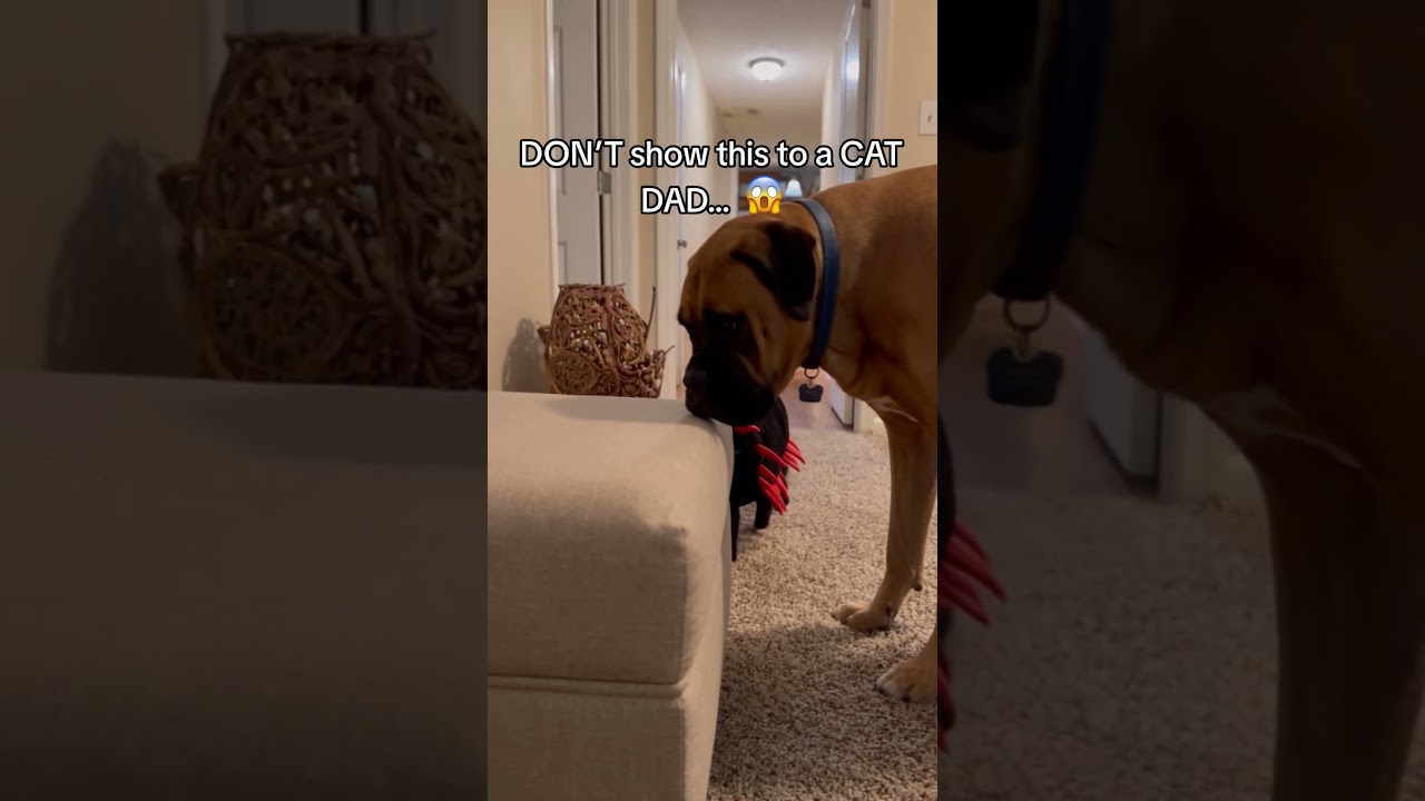 Do NOT SEND this to a cat owner...