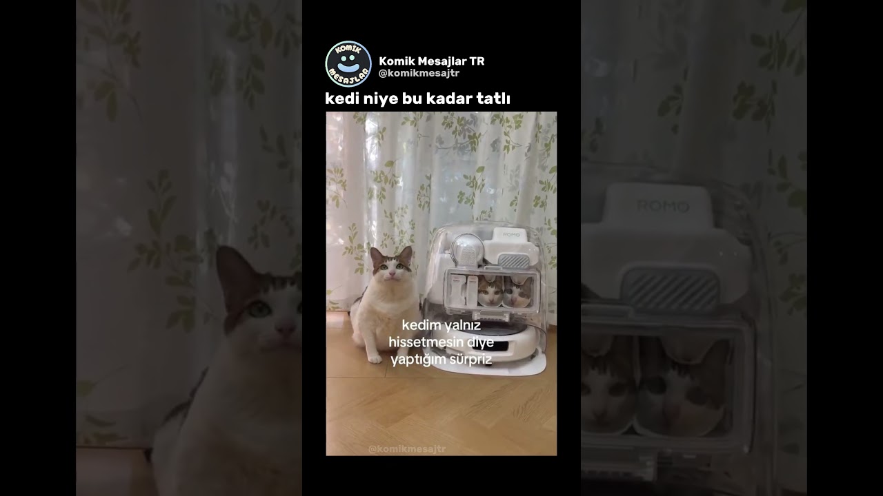 Hangisi gerçek kedi seçemedim