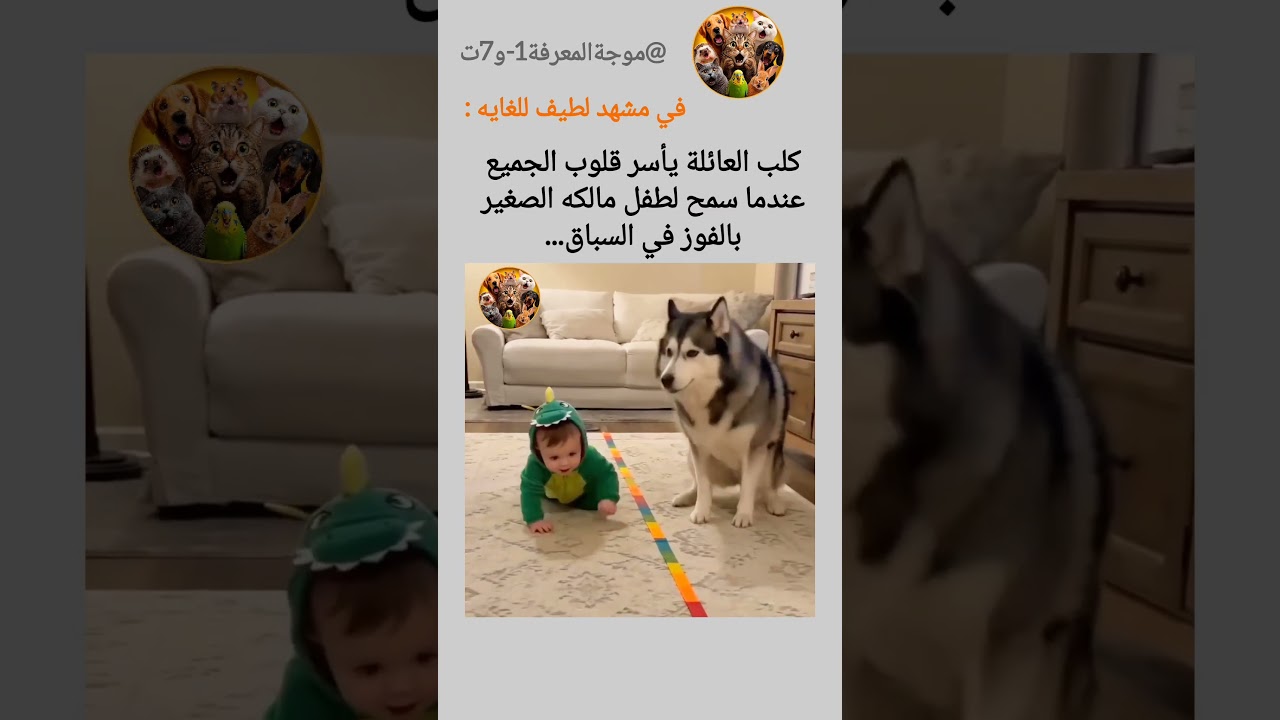 شاهد كيف تعامل الكلب اللطيف مع طفل العائله الصغير... #اكسبلور #funny #shorts #ضحك