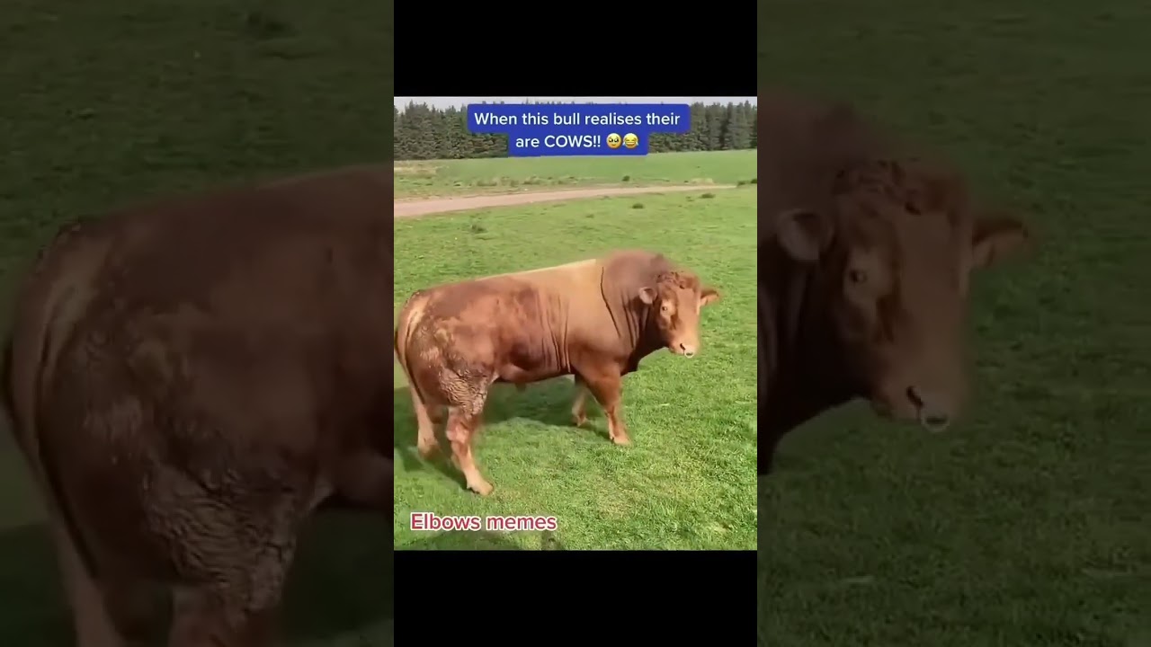 Бык осеменитель