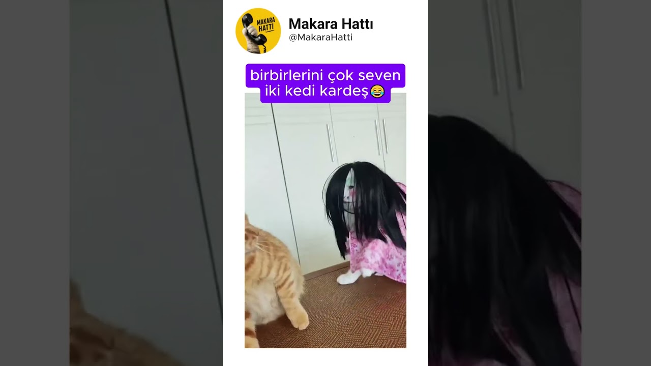 bu iki kedi çok yakın dostlar😂