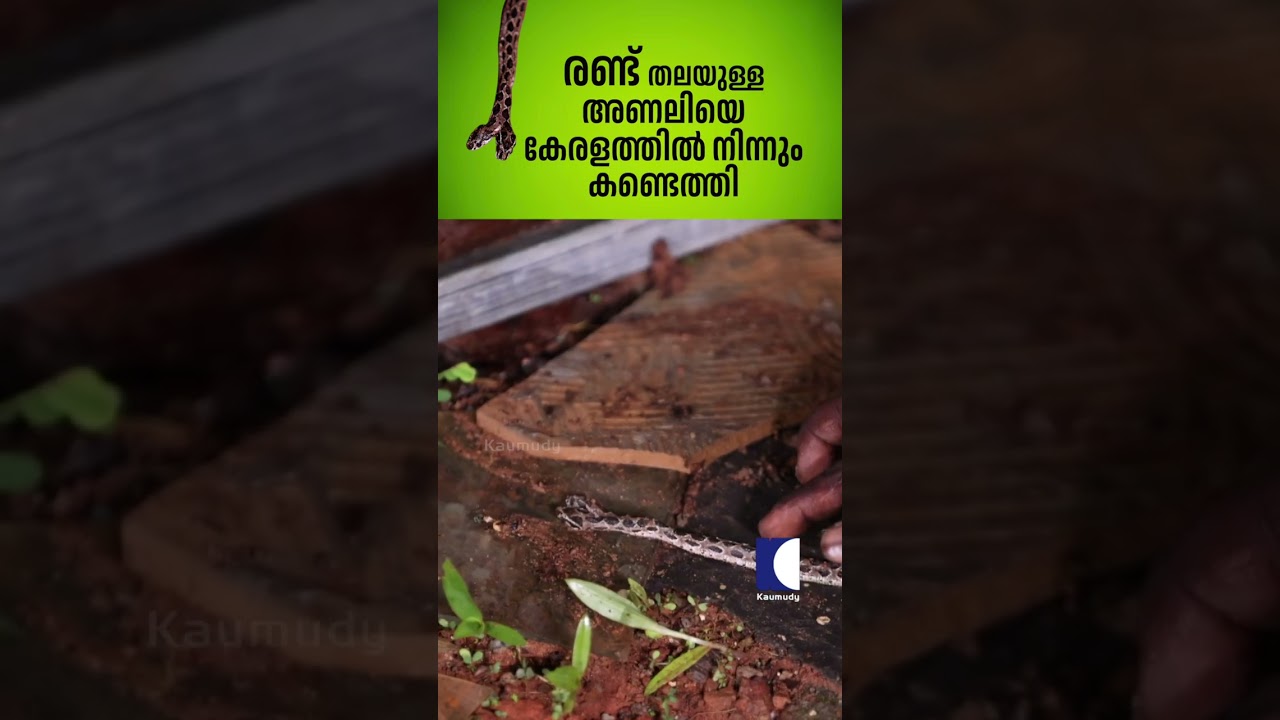 രണ്ട് തലയുള്ള അണലിയെ കേരളത്തിൽ നിന്നും കണ്ടെത്തി #snakemaster #vavasuresh
