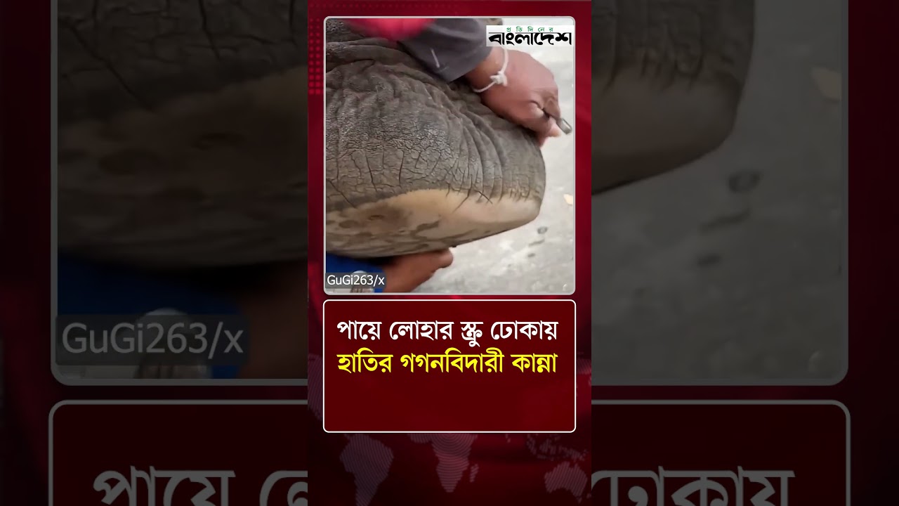 পায়ে লোহার স্ক্রু ঢোকায় হাতির গগনবিদারী কান্না | Elephant | World News | Protidiner Bangladesh
