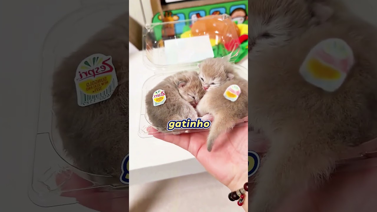 Tudo virou gato O dia mais fofo e louco de todos! 🐱✨