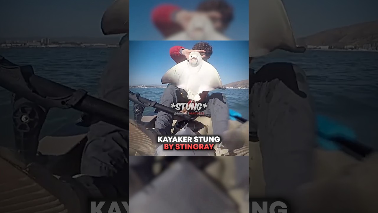 Kayaker STUNG By Stingray 🫢