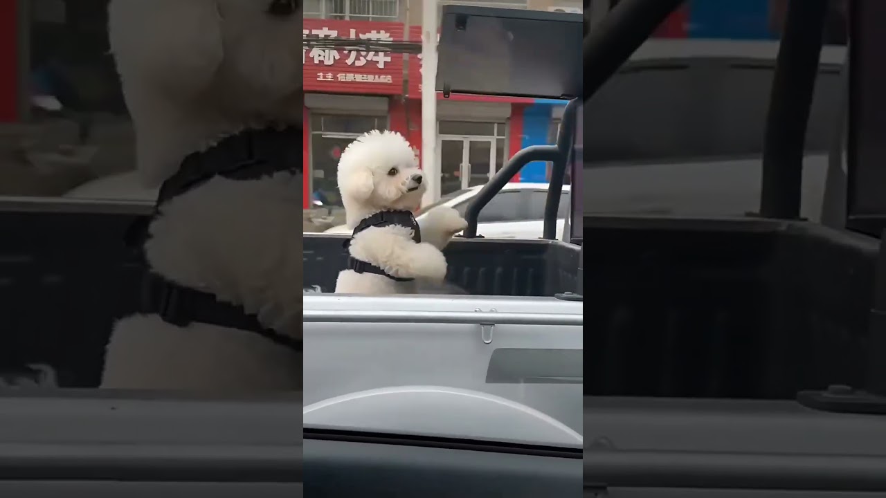 這隻小狗有點技術在身上😅 #萌寵成精了