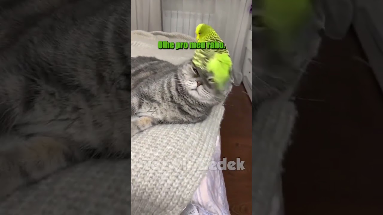 Bichinhos que nos entendem -gatos e pássaros