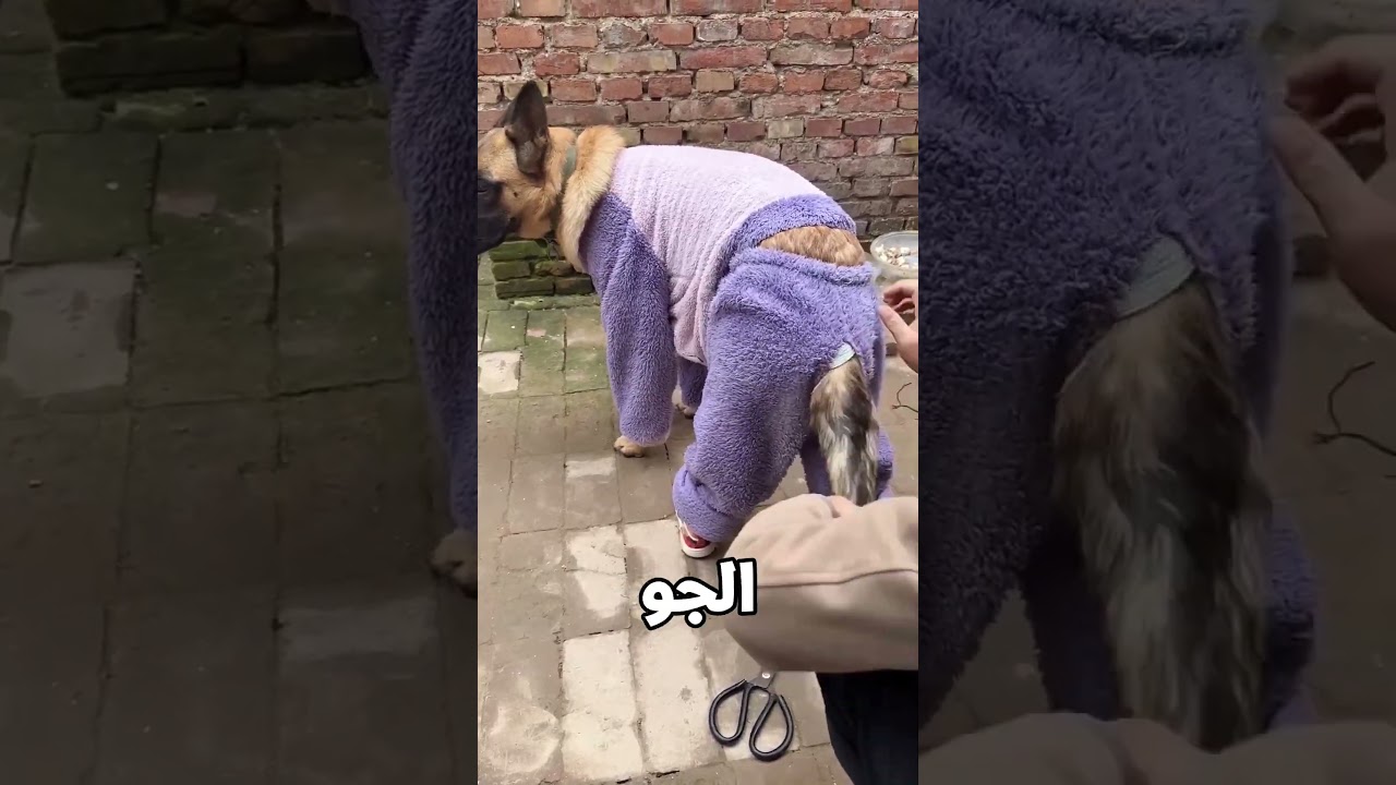يا ماما بتعملي ايه في الكلب😱