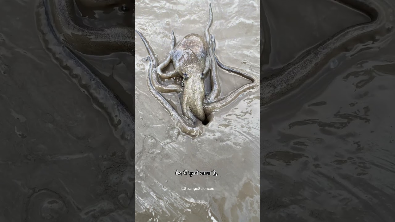Octopus Hunts Fish into a Tiny Shelter