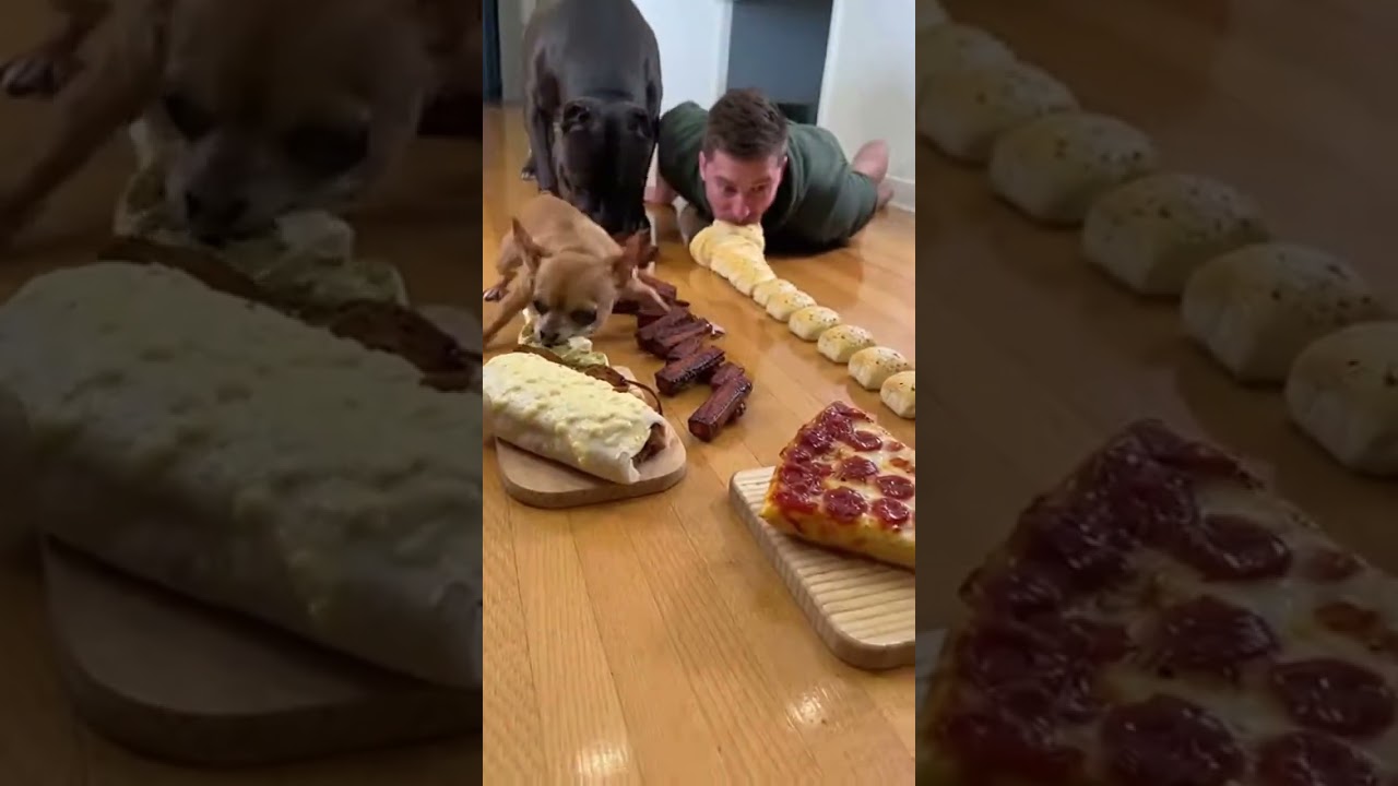 Chihuahua Finished First Again 🥇🐶 #dog #funny #eatingchallenge #chihuahua #pets