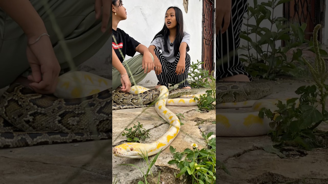 Vebby Ajari Acel & Niken Bedain Jenis-Jenis Ular! #shortvideo #shotrs #snake