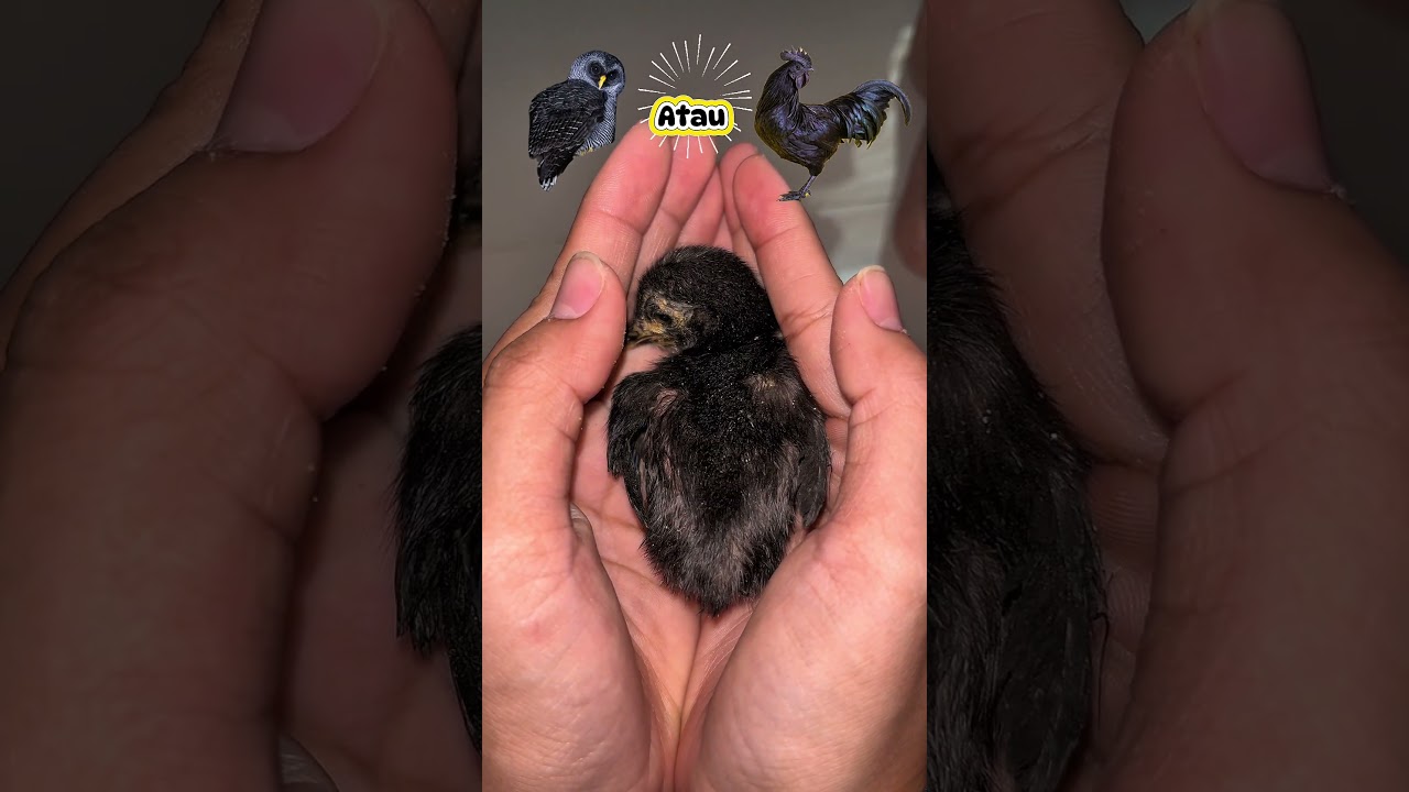 Ayoo tebak dalam 5 detik ⏳😊😁! burung hantu🐦 atau ayam 🐔