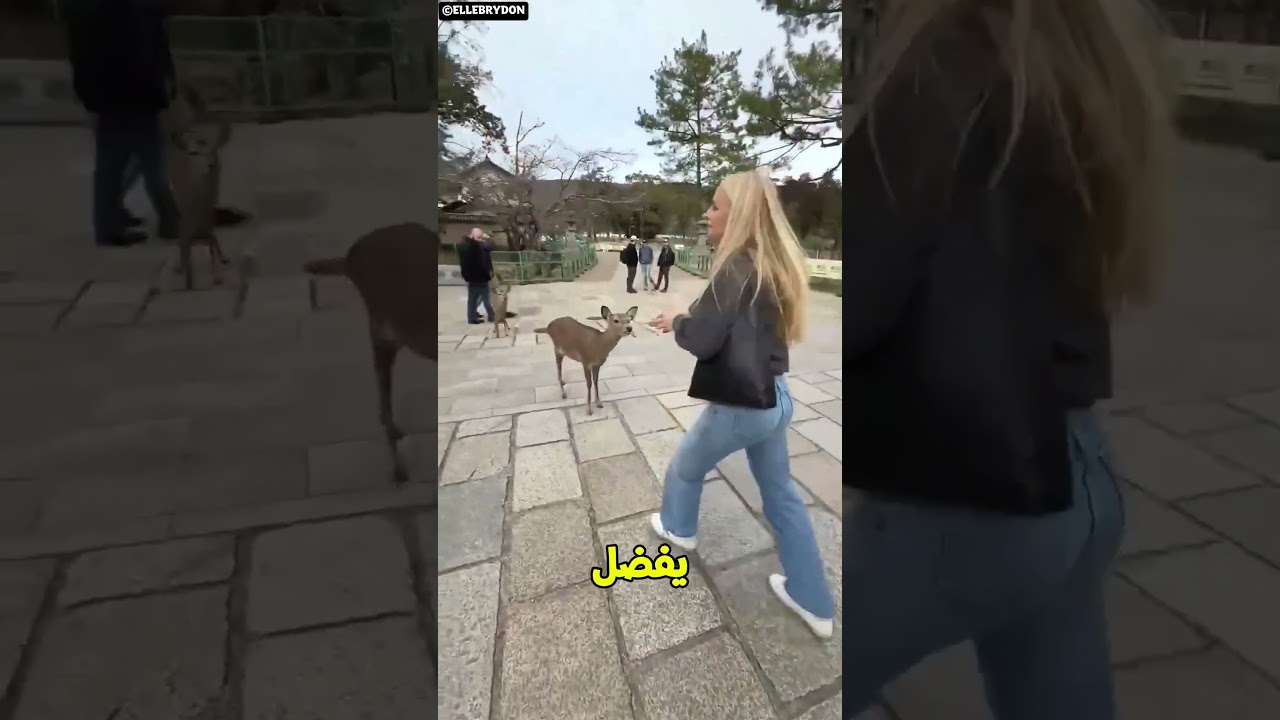 الغزلان المؤدبة في اليابان 🦌🇯🇵😄