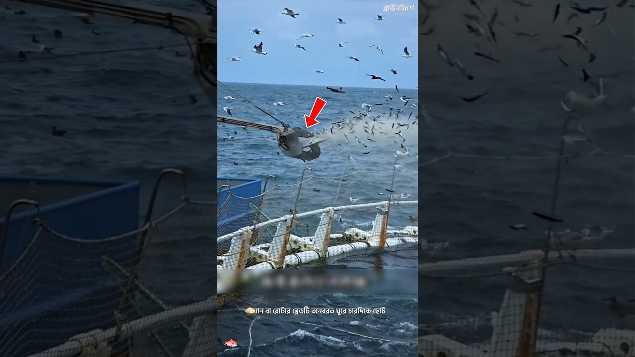 Why Does This Giant Fan Feed Tuna Fish? #facts