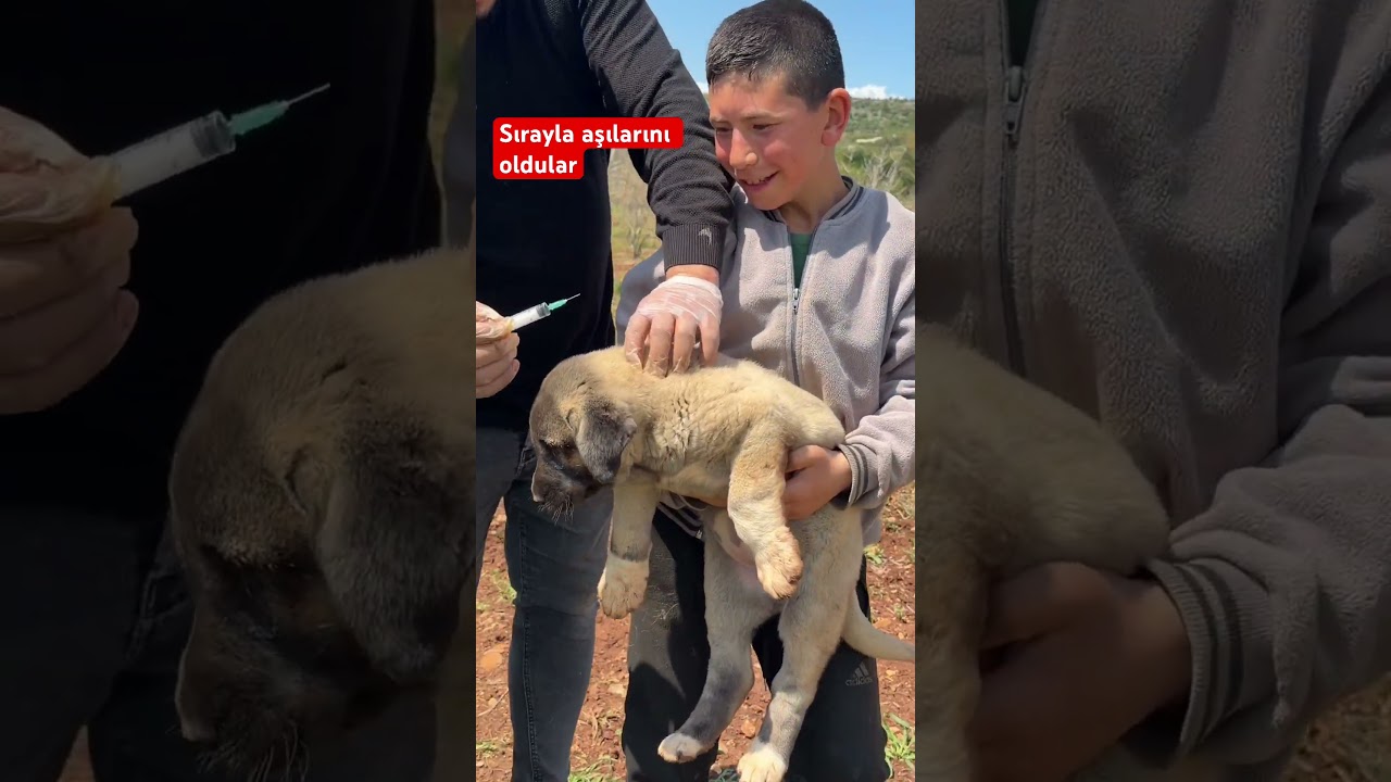 Sırayla aşılarını oldular #yavruhayvanlar #dog #kangal